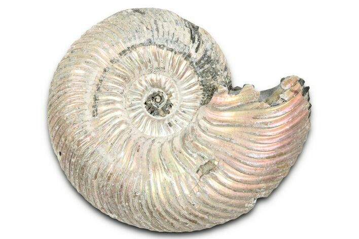 Iridescent, Pyritized Ammonite (Quenstedticeras) Fossil - Russia #337332